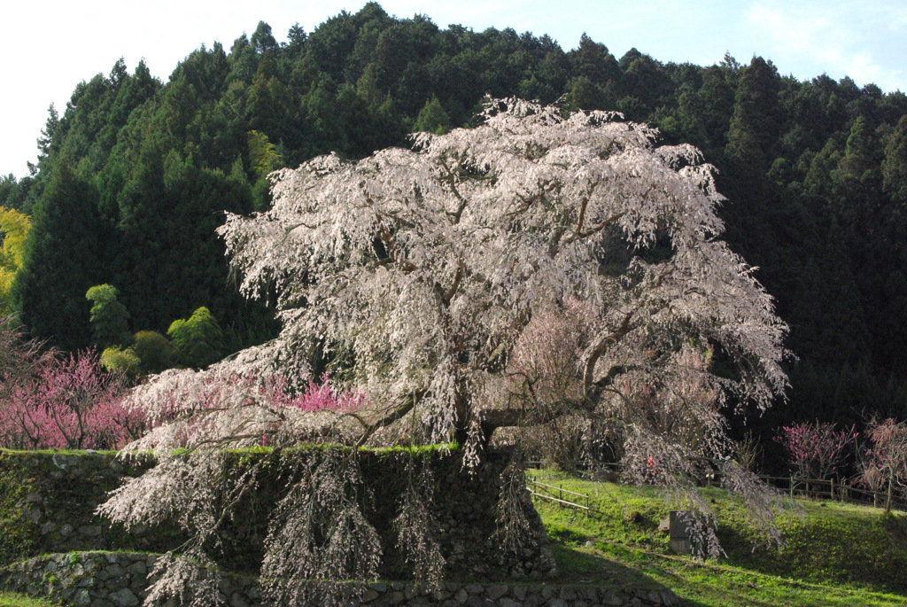 又兵衛桜2
