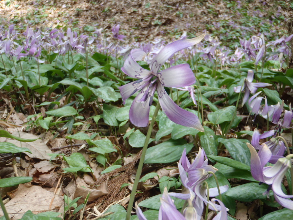 かたくりの花2