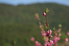 又兵衛桜の付近で　