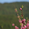 又兵衛桜の付近で　