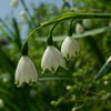 野に咲く花1