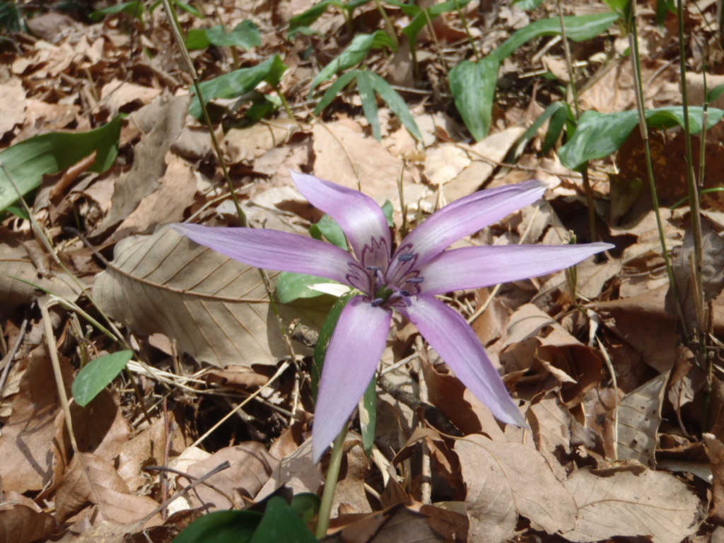 かたくりの花4