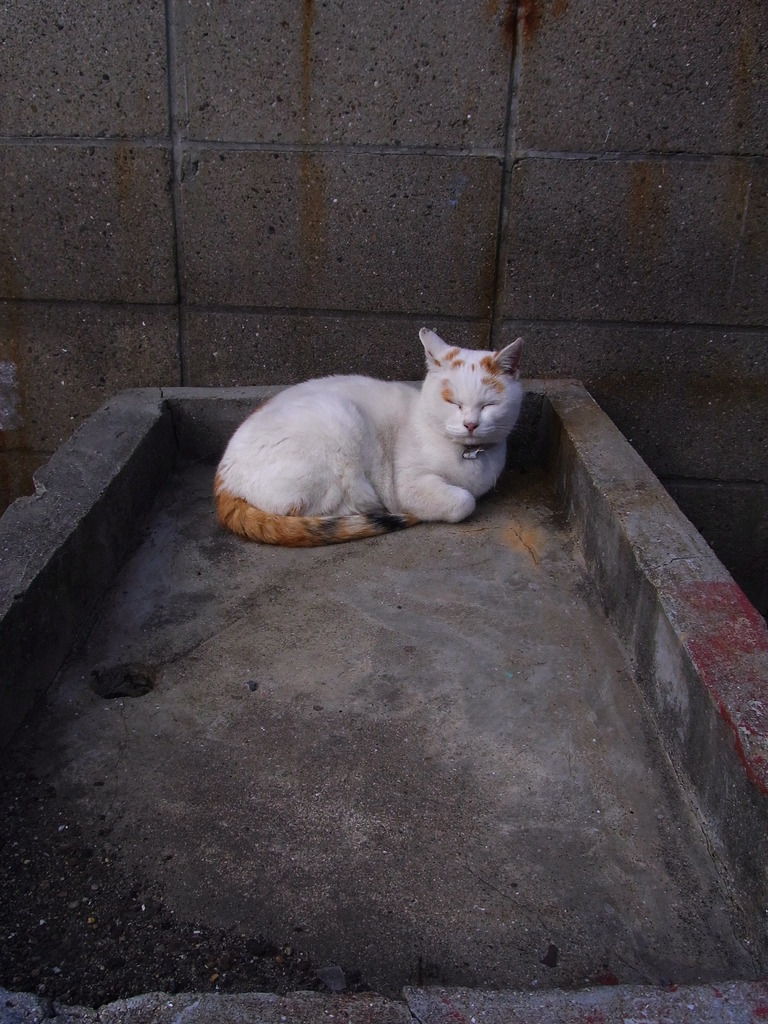 ちゃんねこ