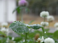 降雨