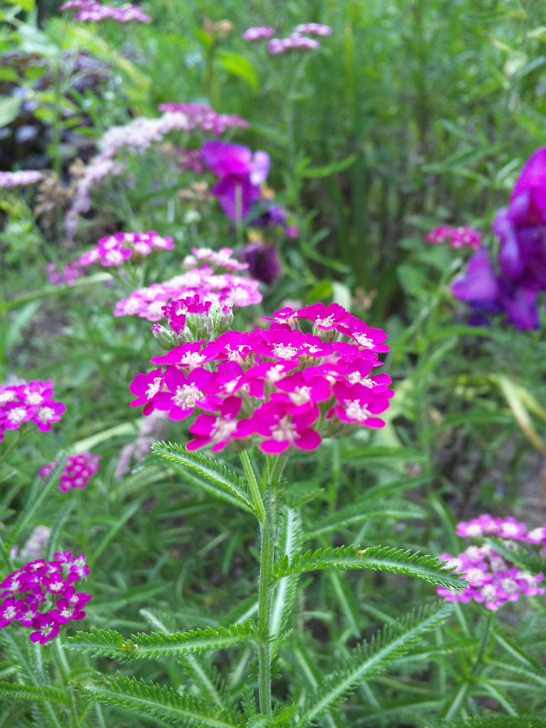 小さい花みーつけた。