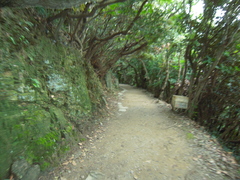 佐田岬峠までの道