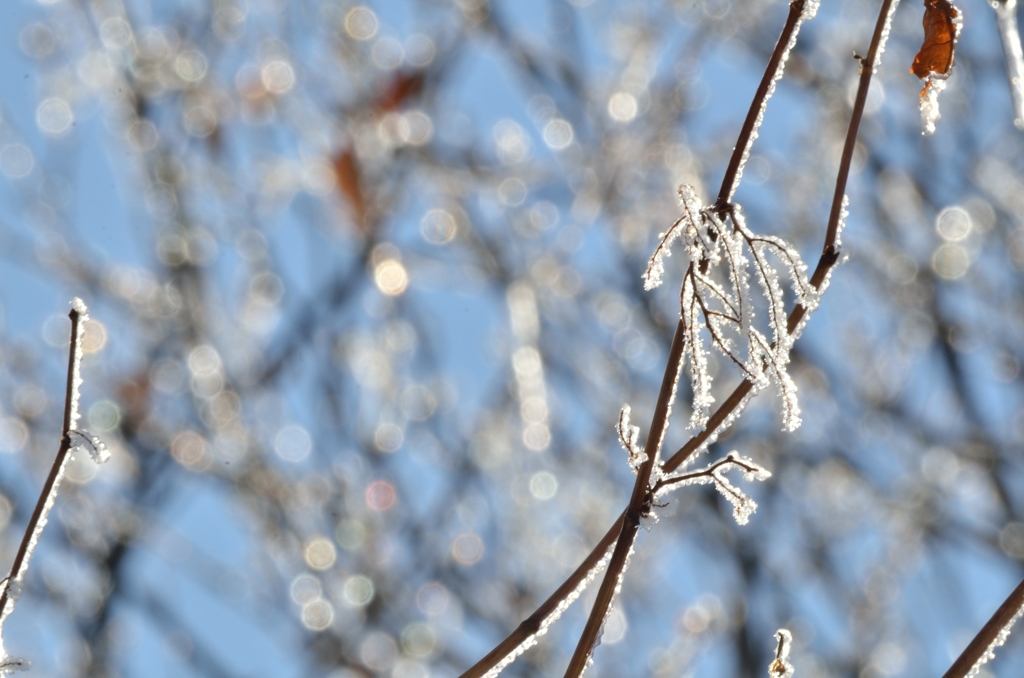 樹氷