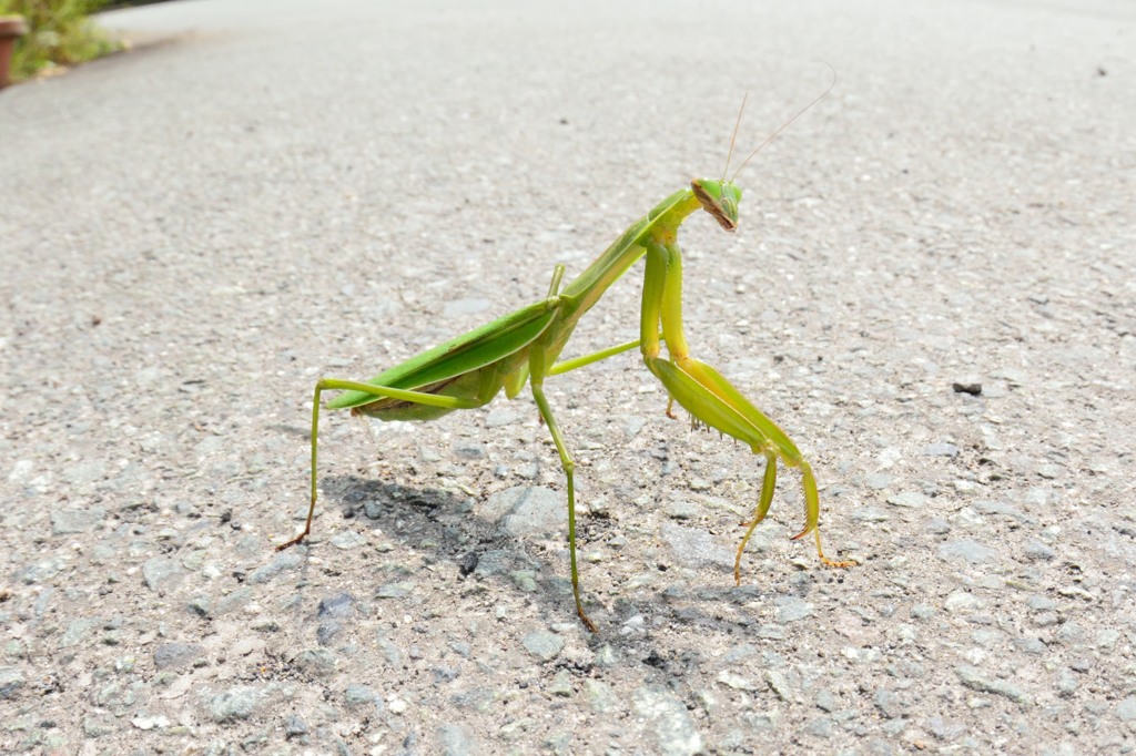 蟷螂（カマキリ）