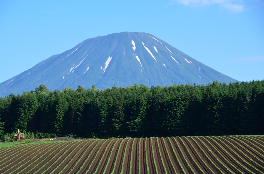 羊蹄山と林と畑