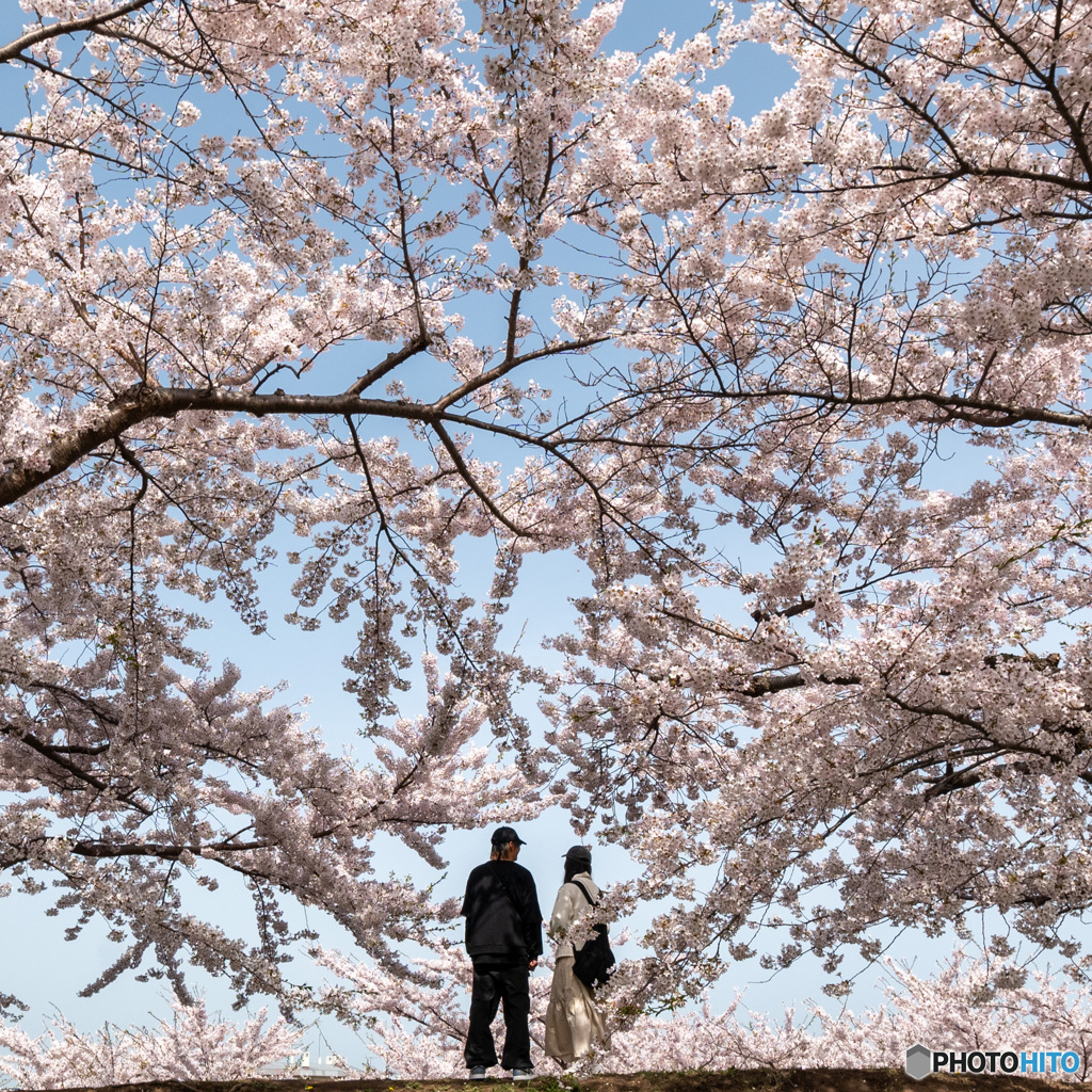 北海道もサクラ咲きました。