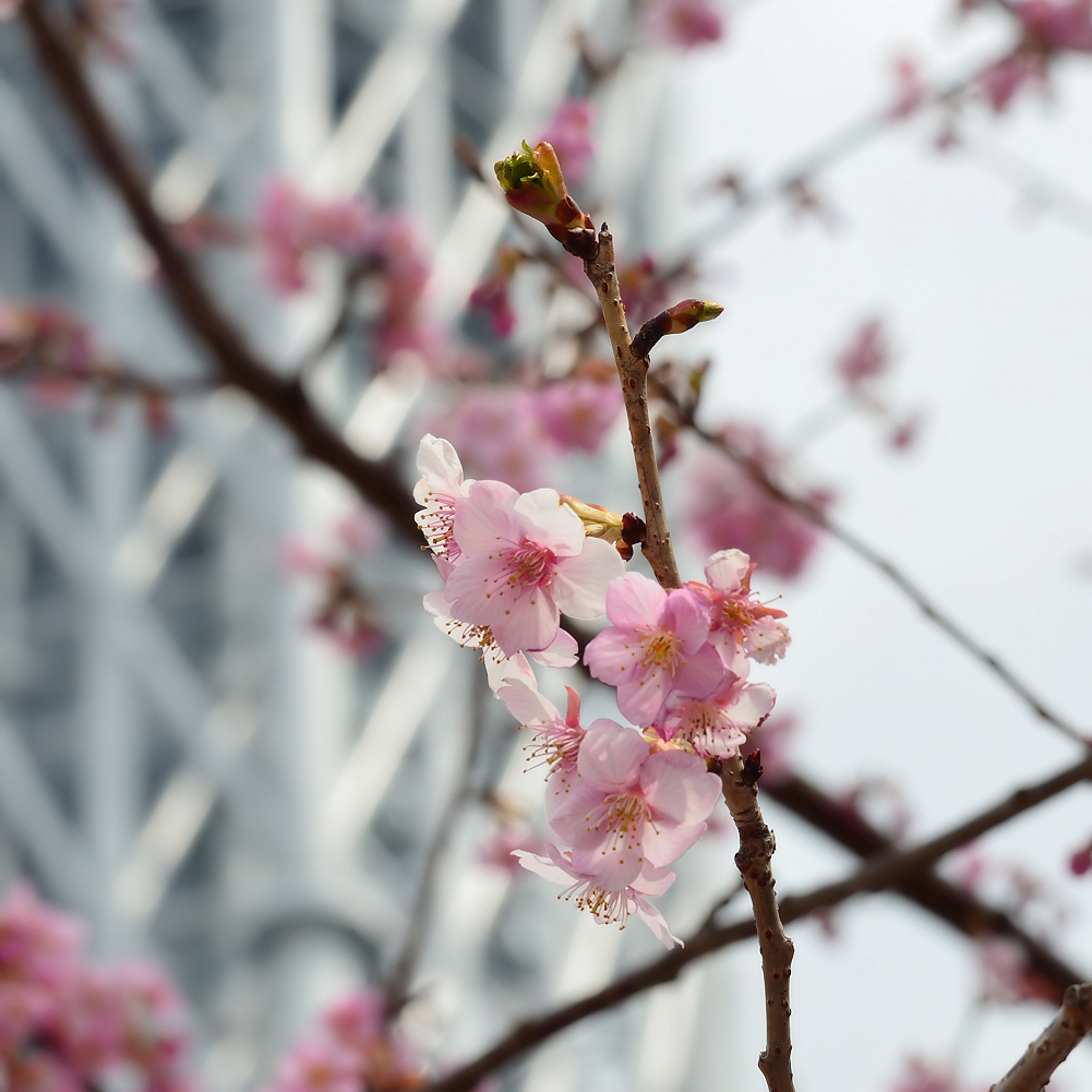 空木桜