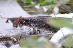 シジュウカラの行水