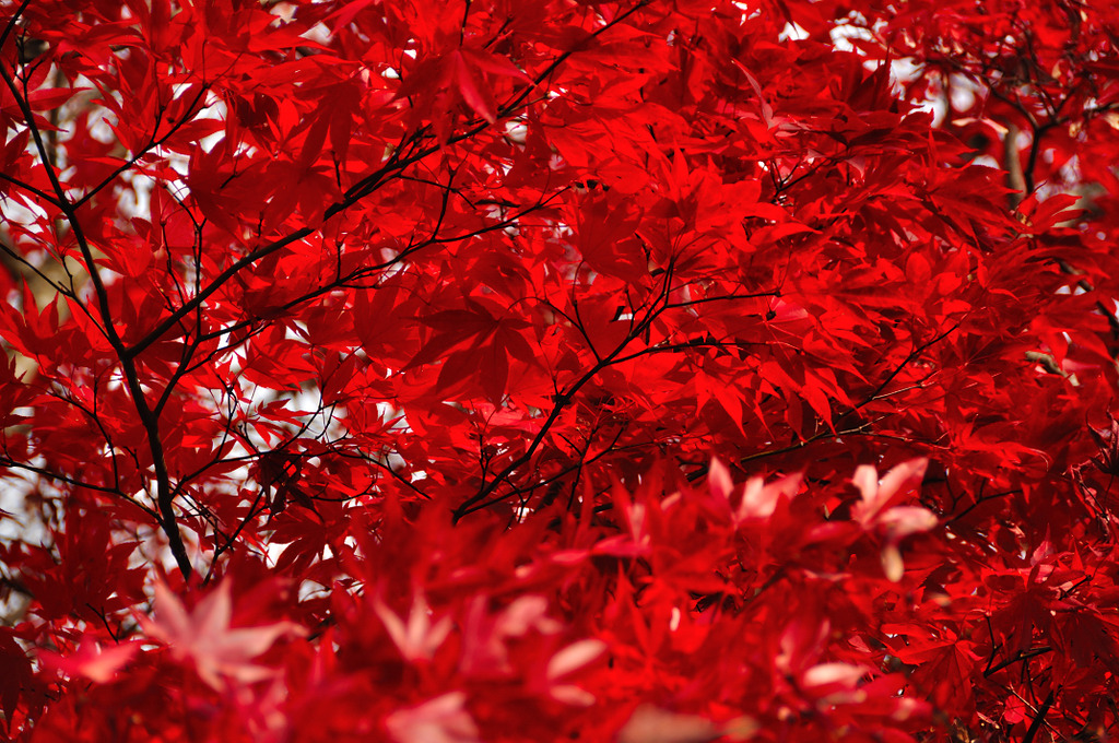 紅葉