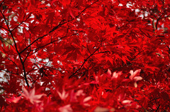 紅葉