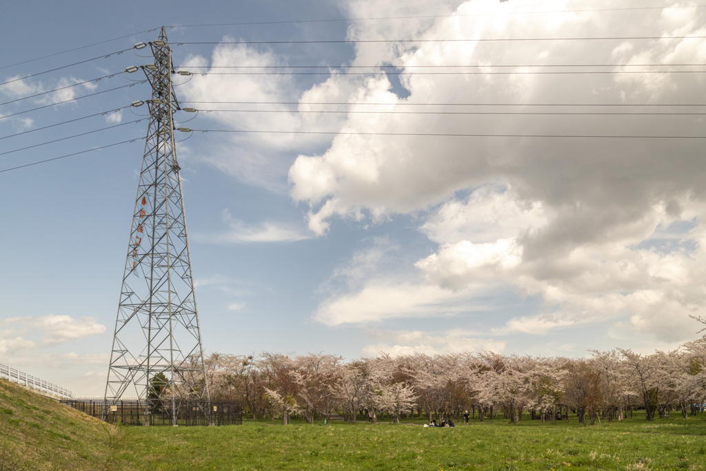 やっと桜が咲き、散り始めました