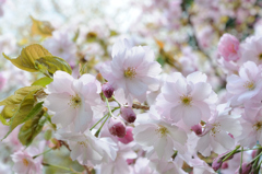 善光寺の桜