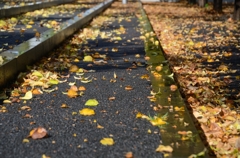 autumn scenery