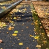 autumn scenery