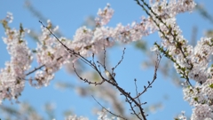 五稜郭公園（？？？）
