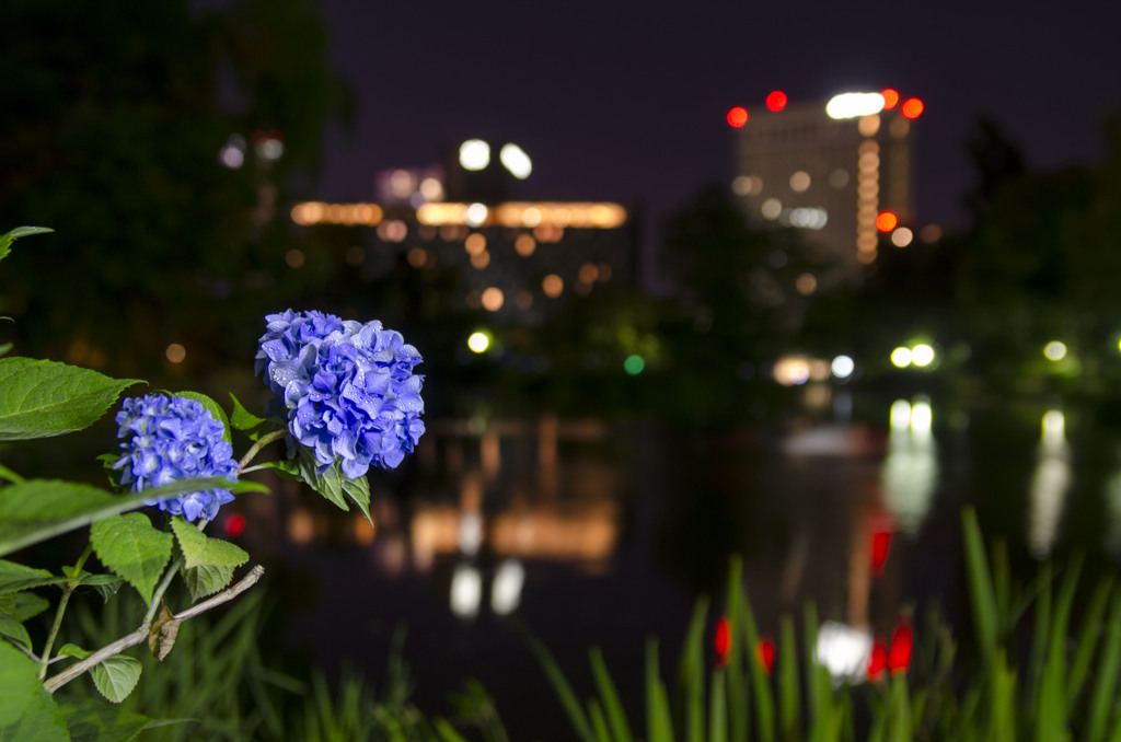 夜の紫陽花