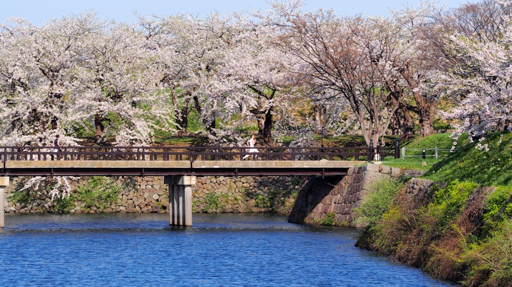 五稜郭公園（ランナー）