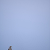 鷲と月