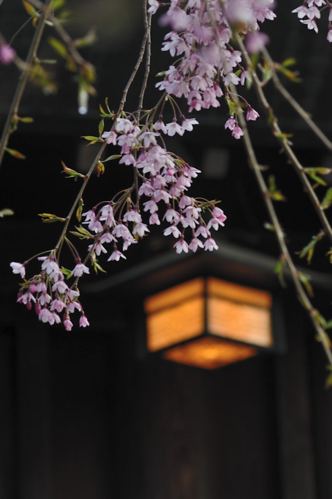 灯篭と夕桜