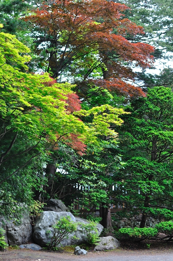 二色もみじ