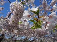 五稜郭公園（桜アップ）
