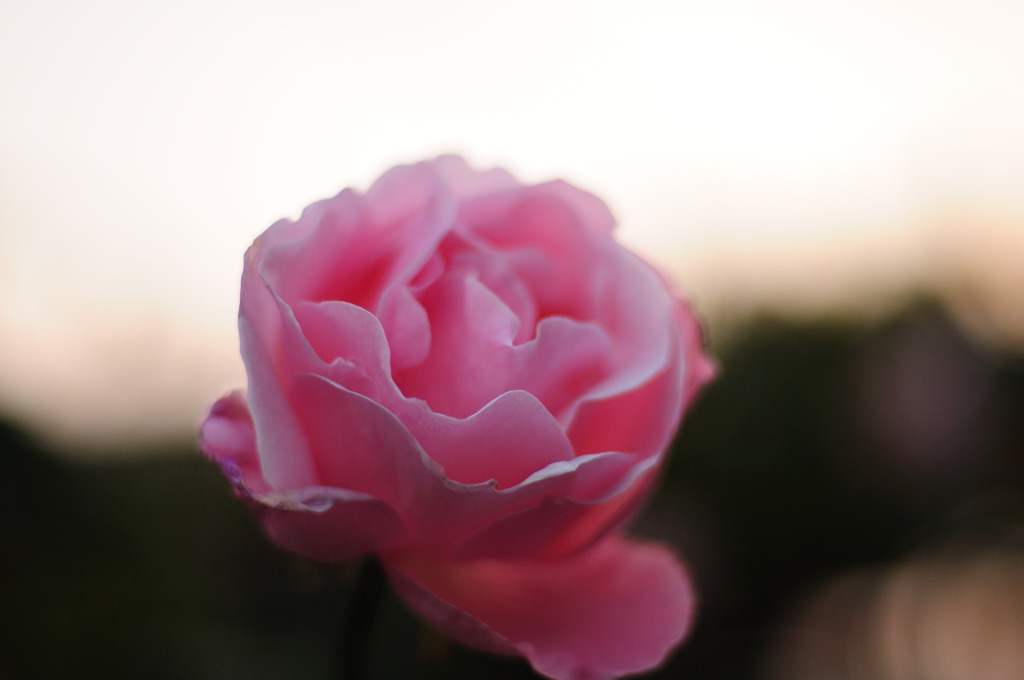 最後の薔薇と思う