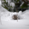 雪の中から，こんにちは！