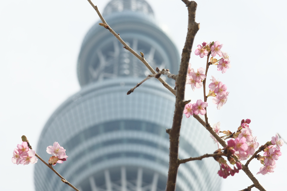 桜から展望台を見る！
