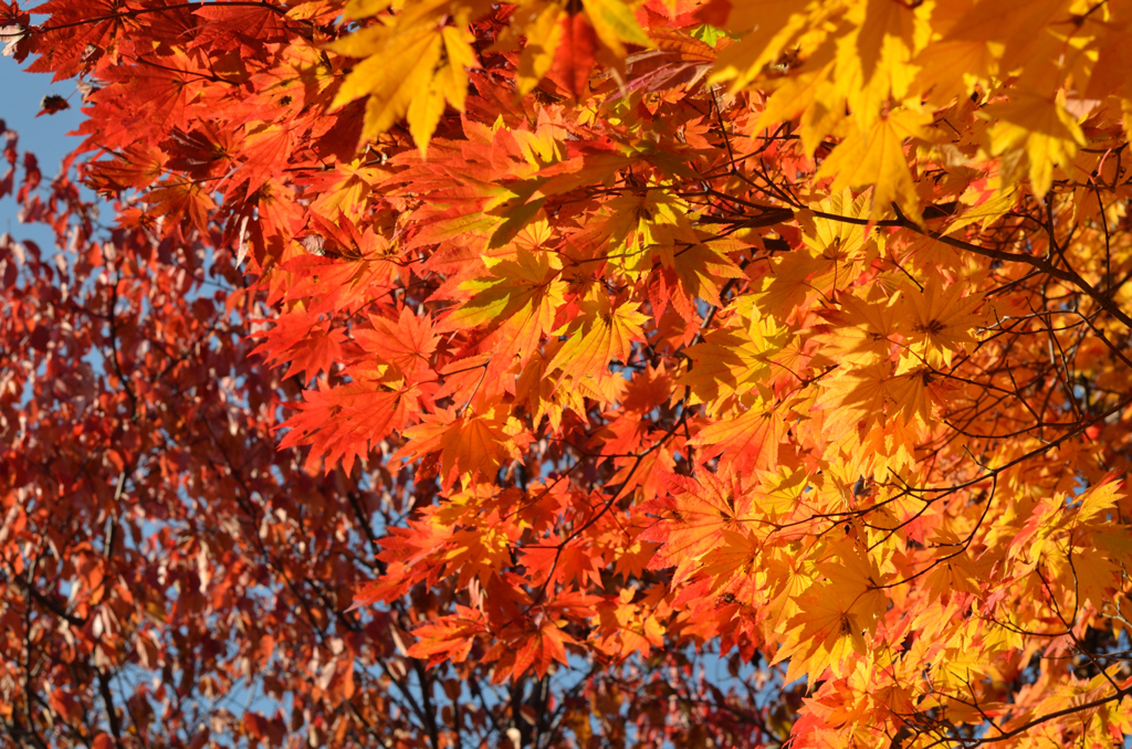 full autumn