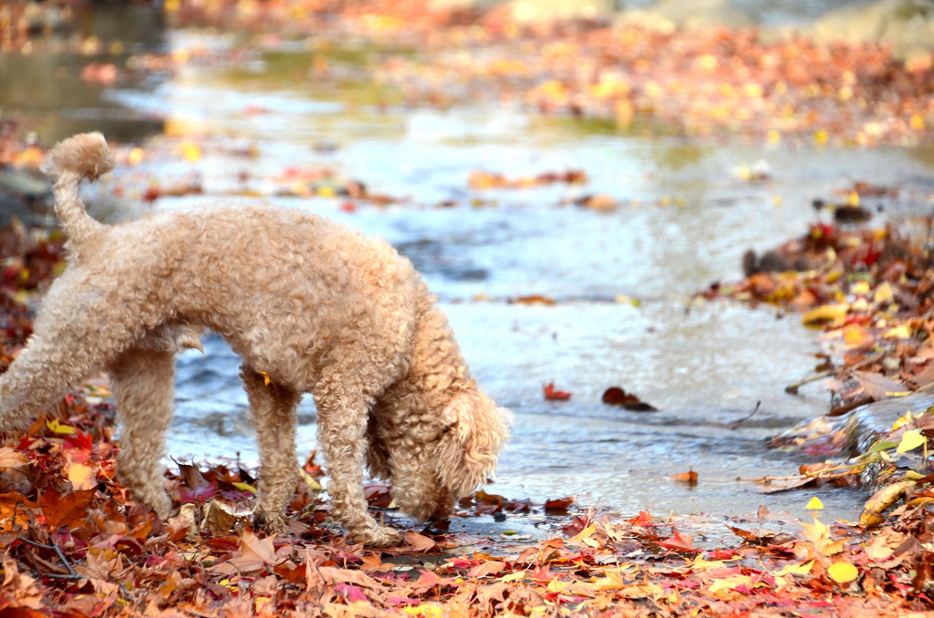 紅葉犬