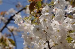 伊勢湾の桜