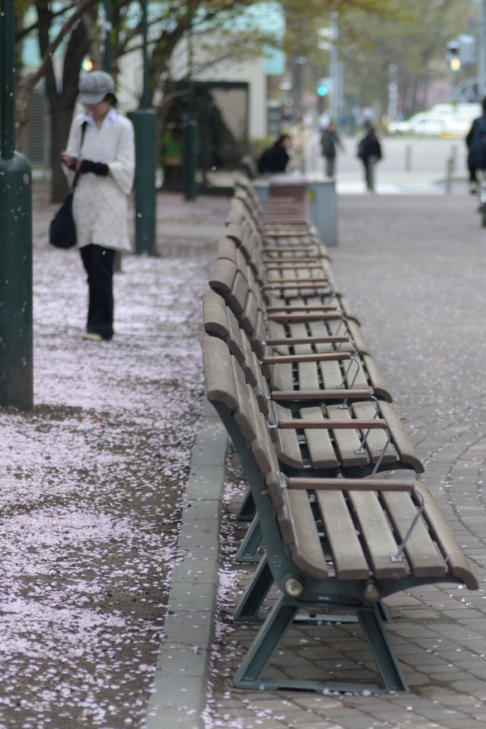 札幌-桜-大通り公園-長椅子