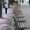 札幌-桜-大通り公園-長椅子