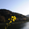 木津川に色を添えて