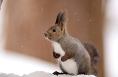 最後の雪模様