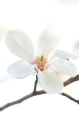 白い花