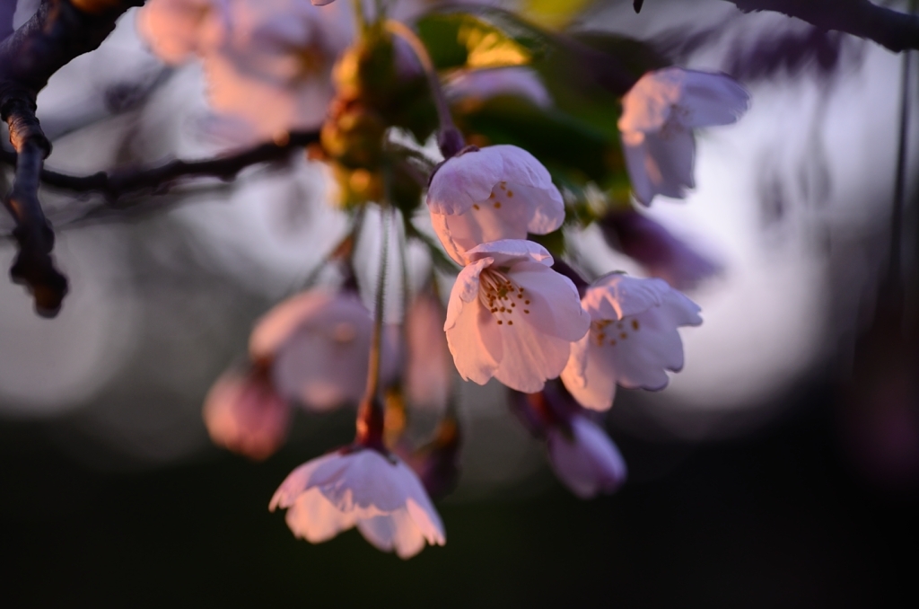 桃色　夕桜