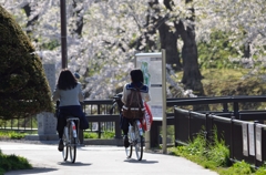 五稜郭公園（学生）