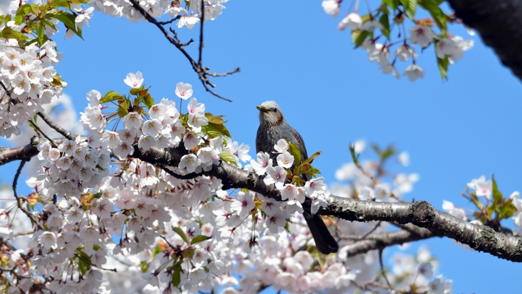 五稜郭公園（ヒヨドリ）