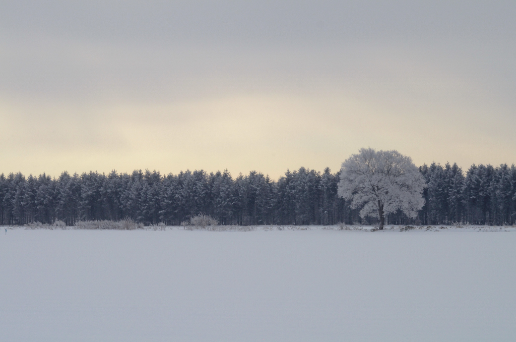 White tree