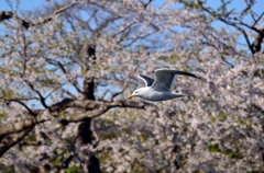 五稜郭公園（カモメ）