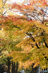 北海道大学の紅葉
