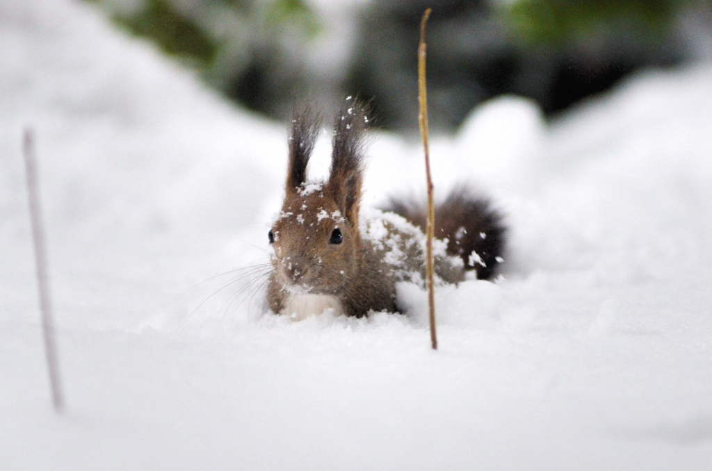 雪の中から，こんにちは！