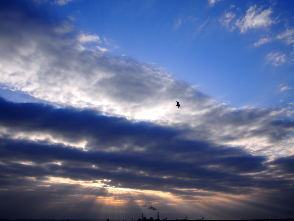 朝の木漏れ日　空