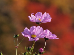 秋桜