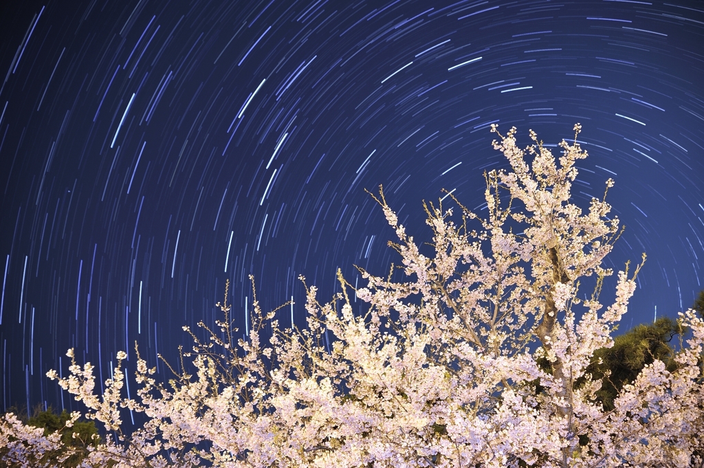 ☆桜☆
